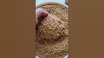 All About Einkorn - The Small But Mighty Ancient Grain