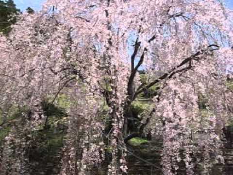 川井峠のしだれ桜.wmv