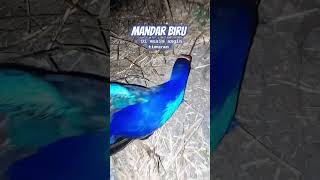 Download Lagu Mandar Biru / Swamphen di Musim Angin Timur !! #gallinulachloropus #mandarbatu #mandarbiru #swamphen MP3
