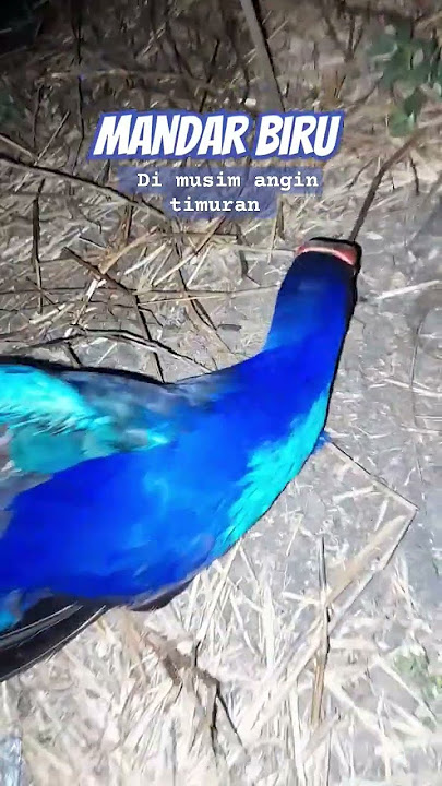 Mandar Biru / Swamphen di Musim Angin Timur !! #gallinulachloropus #mandarbatu #mandarbiru #swamphen