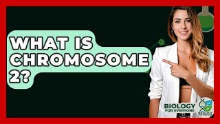 What Is Chromosome 2? - Biology For Everyone