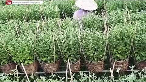 Cùng Anh Nguyễn Hữu Cường Đi Xem Hoa Cúc Mâm Xôi, Cúc Xơ Mít, cúc Tiger tết 2019 #4