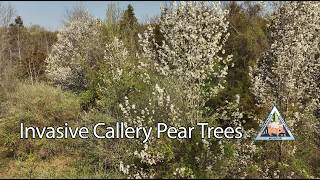 Invasive Callery Pear Trees