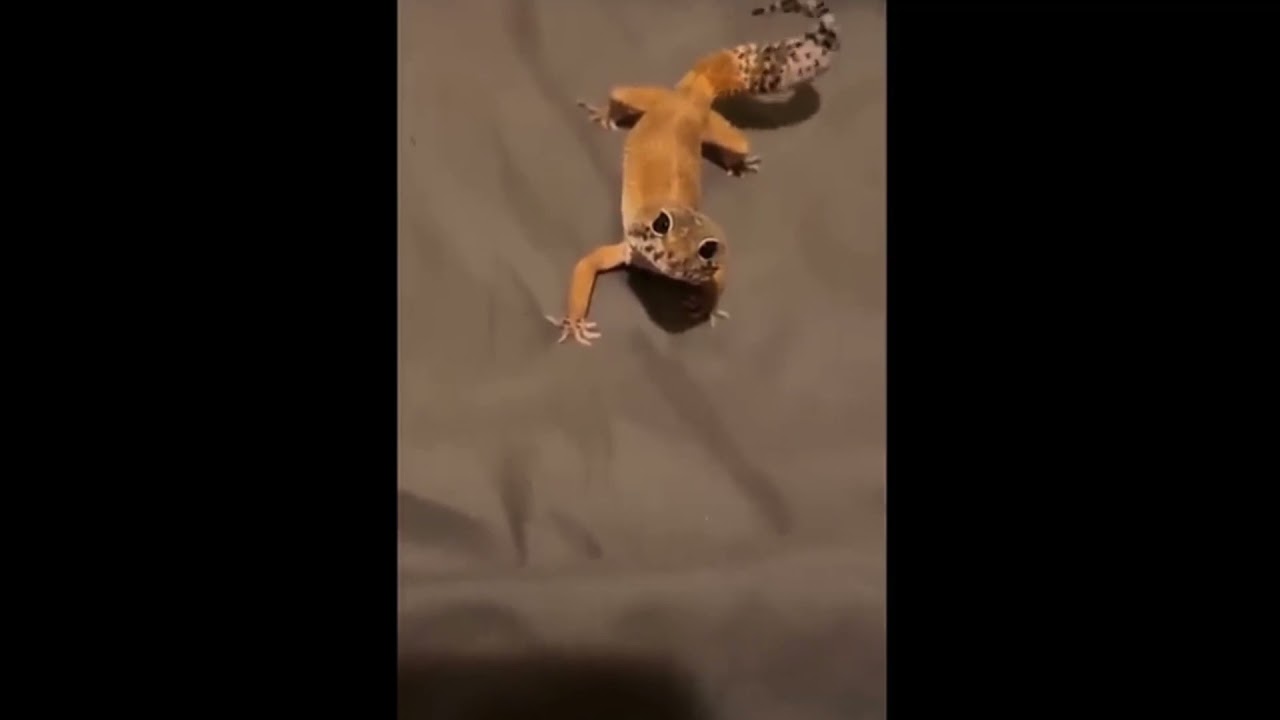 leopard-gecko-leopard-gecko-wagging-its-tail-youtube