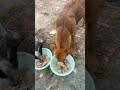 Cuidemos y amemos nuestros animales no al maltrato #parati #perros