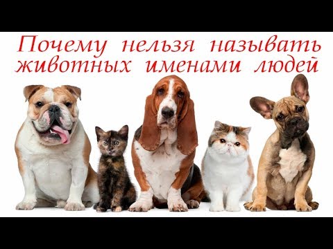 смешной кот мурзик. кошек называют человеческими именами. клички для кошек. кошек называют человеческими именами. можно ли животных называть человеческими именами.