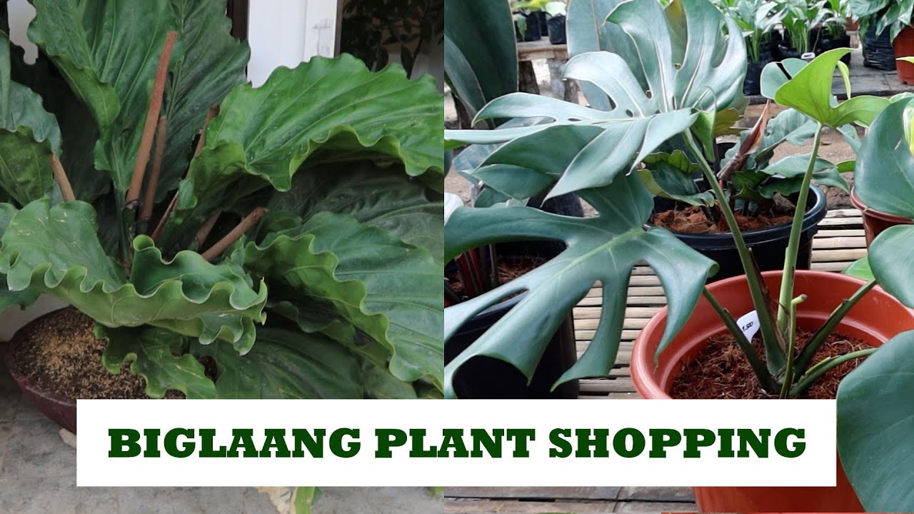 Biglaang Plant Shopping