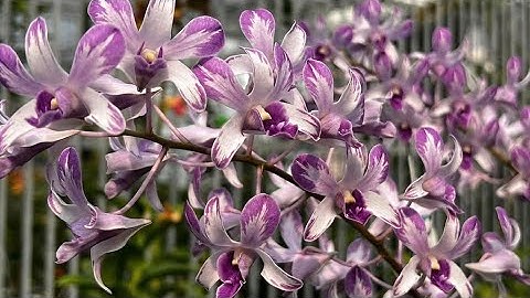 lại là em dây 0588888105