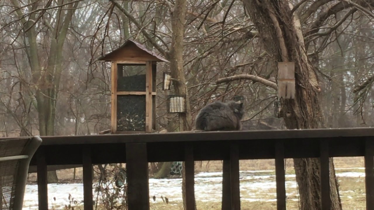 Bird Hunting With CatVids