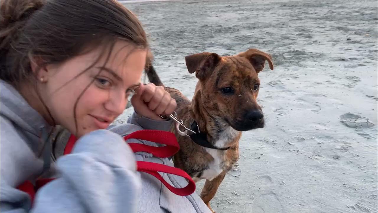 SHORT STACK is available for adoption at All 4 Paws Animal Rescue in