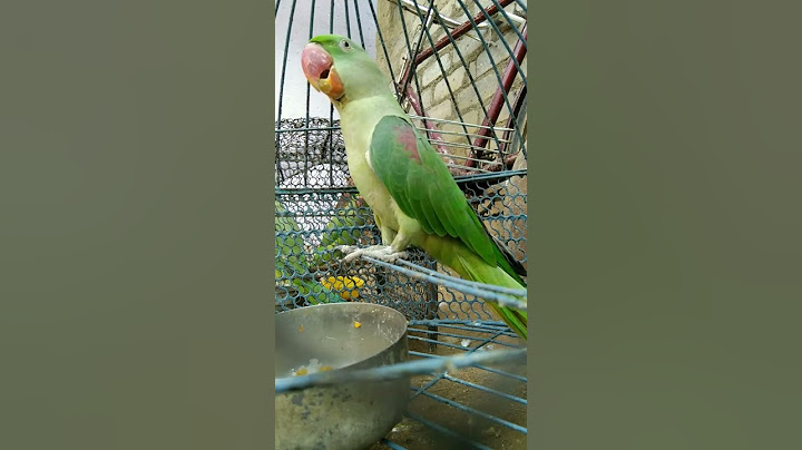 Parrot sound mithu 🦜🦜🦜#parrot #mithu #alexander #viral #shorts