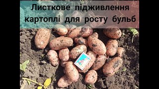 Листкове підживлення картоплі для росту бульб