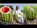 Watermelon Chicken | Cooking Watermelon Chicken Village | Mubashir Saddique | Village Food Secrets