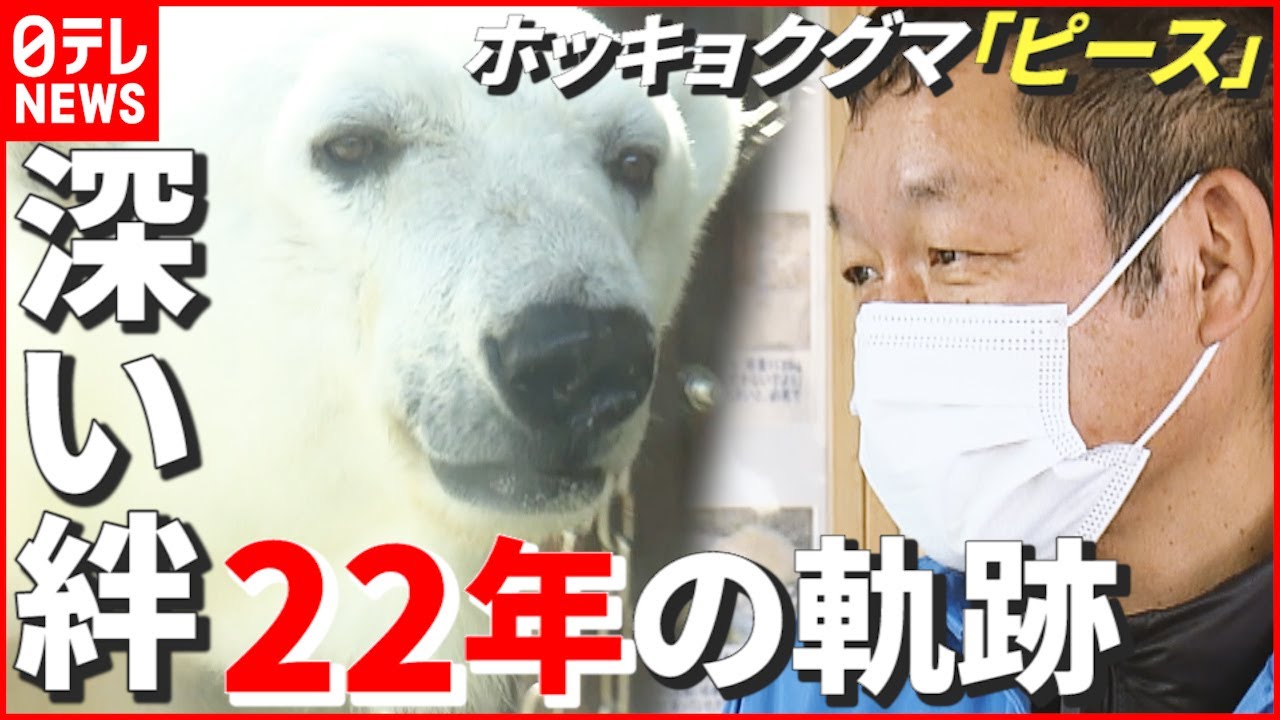 【秘話】人工哺育の“成功例”なし…ホッキョクグマ「ピース」と飼育員の22年　愛媛・とべ動物園　NNNセレクション