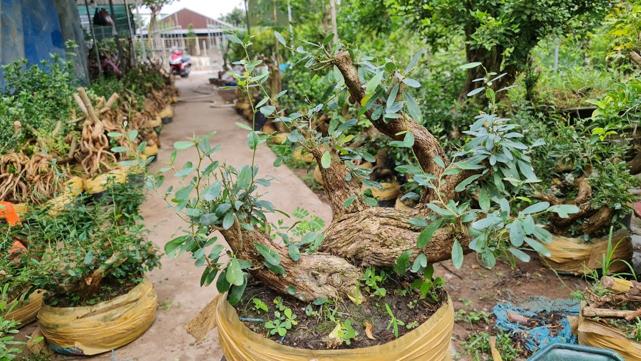 Phôi linh sam song hinh khủng giá rẻ ngày 21/3 | Trí 0363579057