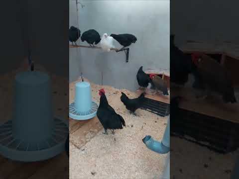 دجاجة البراهما ودجاج الأسطرالوب Laayoune Laâyoune العيون أخفنير الصحراء المغربية طرفاية بوجدو