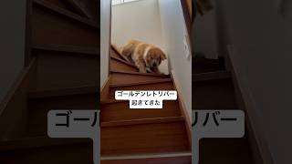 ゴールデンレトリバー起きてきた！golden retriever woke up