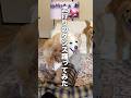 流行りのダンスを犬と一緒に踊る..??【ボーダーコリー・ゴールデンレトリバー】#shorts