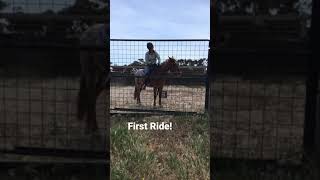 First Ride On My Little Brumby.