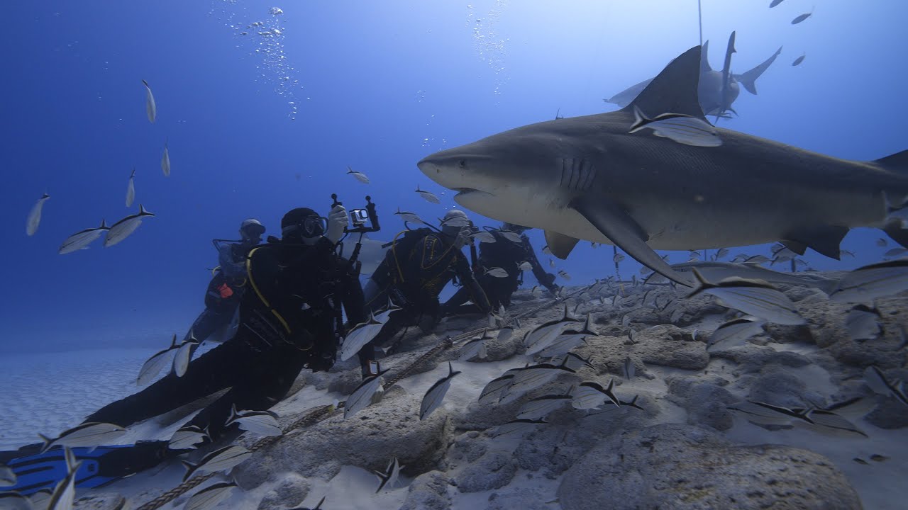 Diving Mexico 2025 - Playa del Carmen - Bull Sharks - Scuba Libre - YouTube