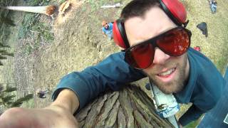 Cedar felling 101