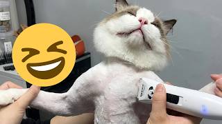 Funny Cats That Forgot How to Act Normal 😹Best Cat Video Compilation