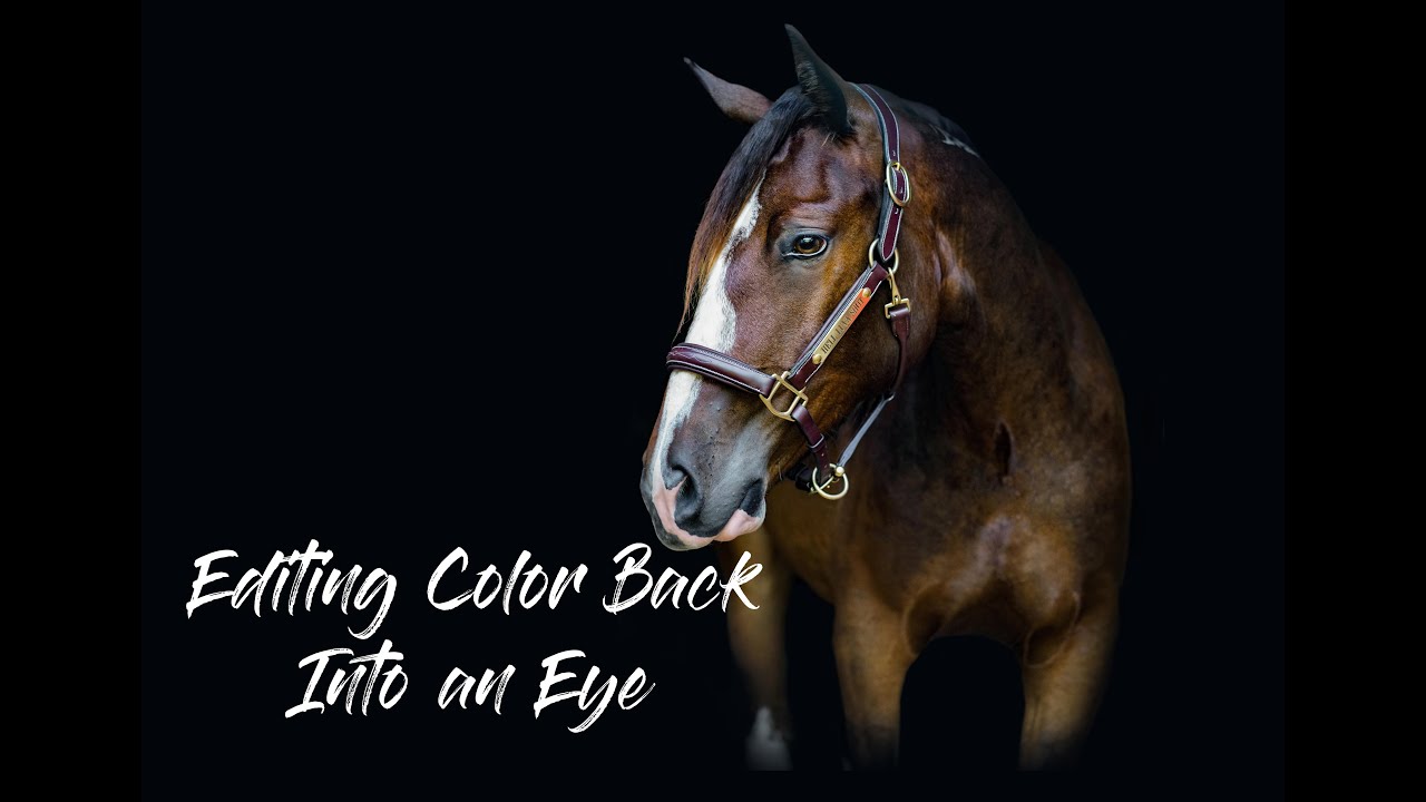 Equine Photography Tutorial Editing Color Back Into an Eye