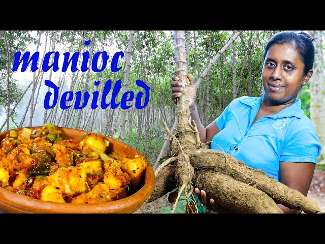 Let’s make a manioc devilled recipe in a simple way./village kitchen special recipe /village food class=