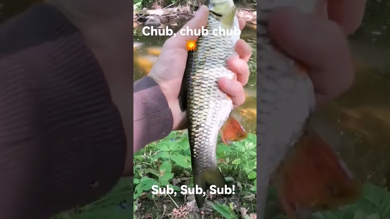 关于Chub你不知道的事:深入探索楚吧的趣味细节与使用技巧 (关于春天的诗句)