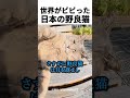 世界がビビった日本の野良猫
