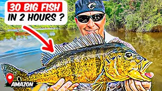 30 Peacock Bass in 2 Hours – Amazon River Brazil Fishing