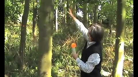 Diana   Marking Trees at work