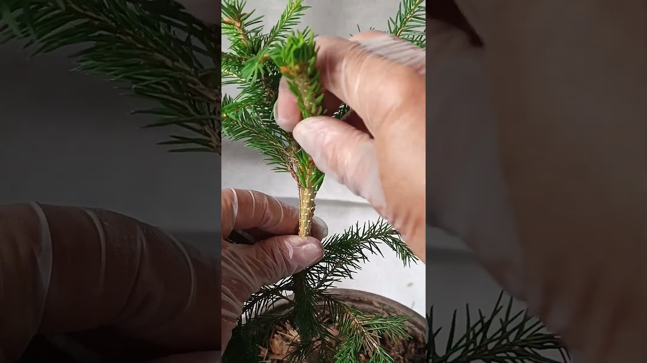 Как привить ель.