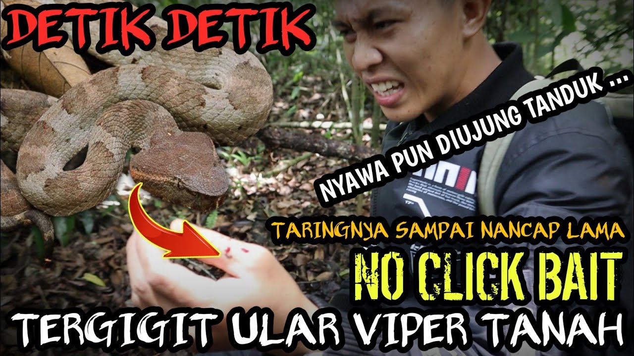 DETIK DETIK TERGIGIT ULAR VIPER TANAH! CARA PERTOLONGAN PERTAMA TERGIGIT ULAR BERBISA (IMOBILISASI)