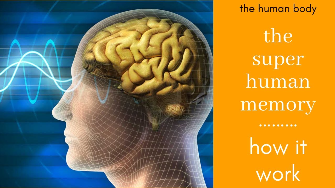 the study of human memory research