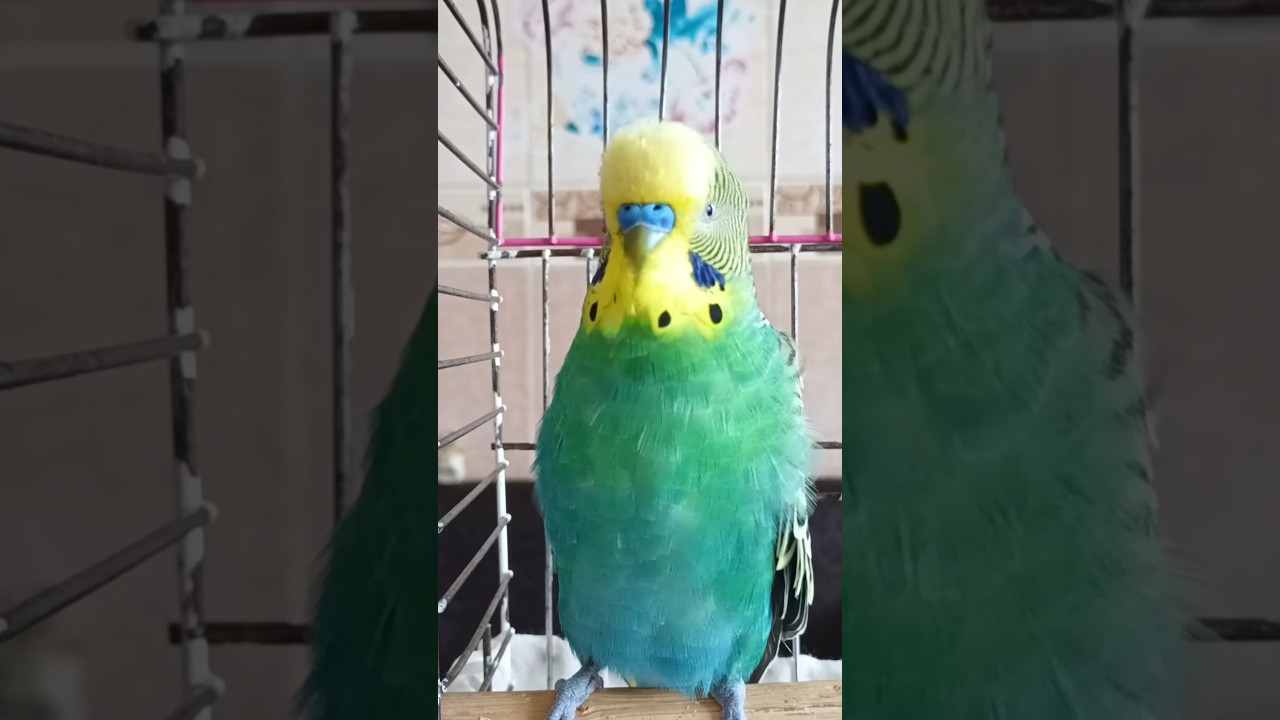 Muhabbet Kuşu Meydan Okuması: Kuşunu İzle #talkingparot #birds #muhabbetkuşu #budgies