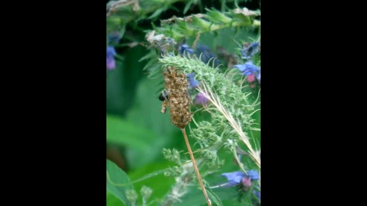 Видео про пчелу - YouTube