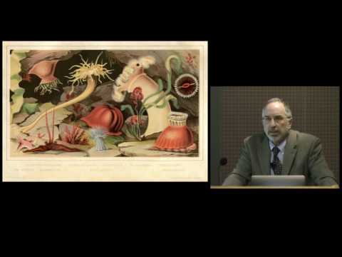 Sea Creatures in Glass (Leopold and Rudolf Blaschka ) on YouTube