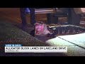 Alligator blocks traffic on Lakeland Drive