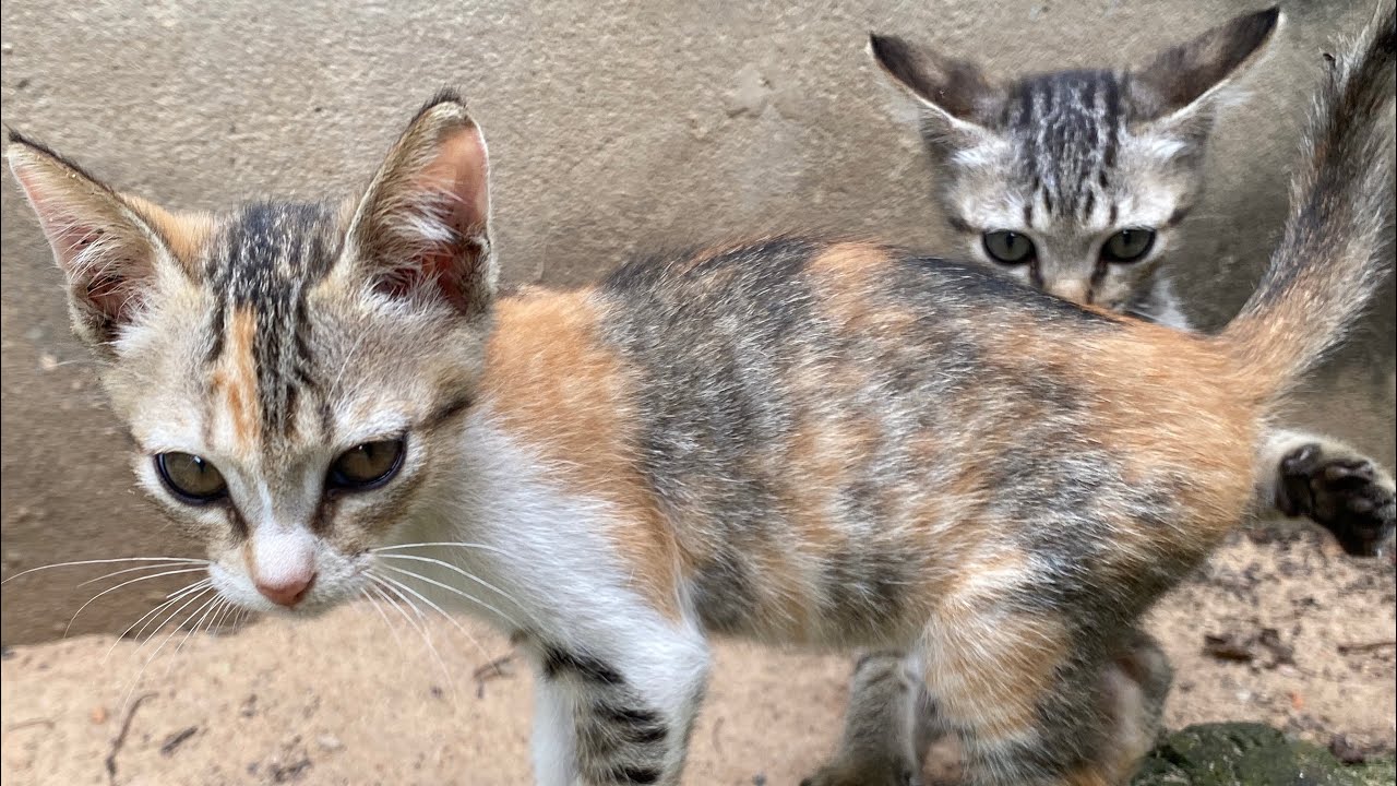 🎊🎉🤪 Innocent kittens playing happily, kittens playing video, relaxing sounds 😊😘😍