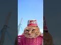 スーパーカップ クッキーバニラ　260519　 #cat #のせ猫 #cute　 #スーパーカップ #ねこ #ネコ　 #猫　 #クッキーバニラ #kitty　 #チャトラ猫