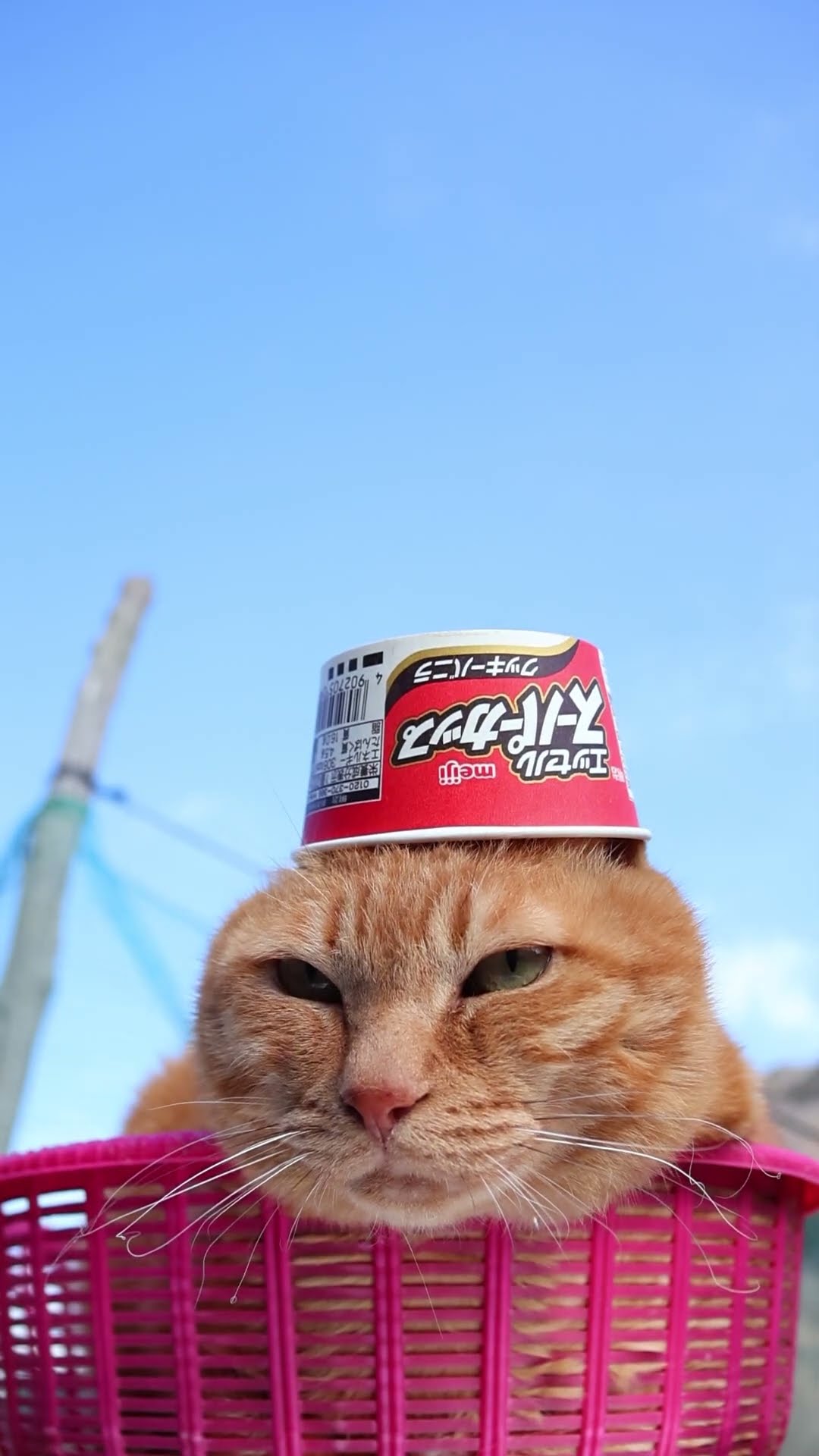 かご猫 Blog - YouTube