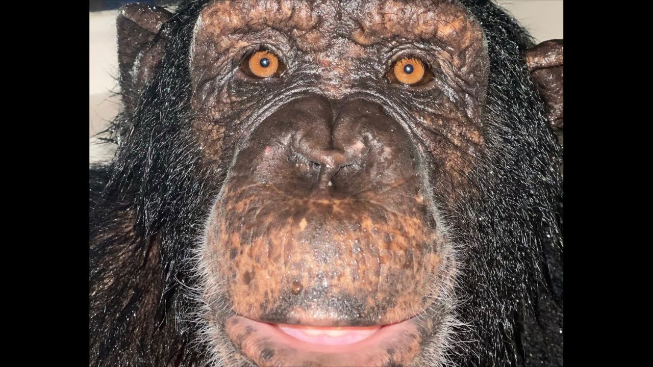 Chimp dinner live | Myrtle Beach Safari