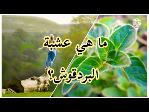ما هي عشبة البردقوش أسماء أخرى للبردقوش