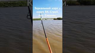 Зеркальный карп, озеро БК строй, Костанайский район. #fishing #рыбалка #карп #рыбалканафидер