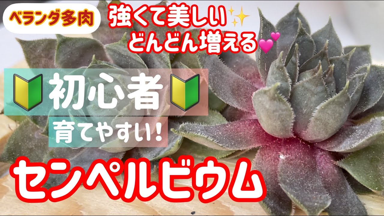 多肉植物】初心者さんにおすすめ🪴センペルビウム❣️子株のお引越しで