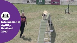 Kennel Club British Open Semi Final - Small | International Agility Festival 2017