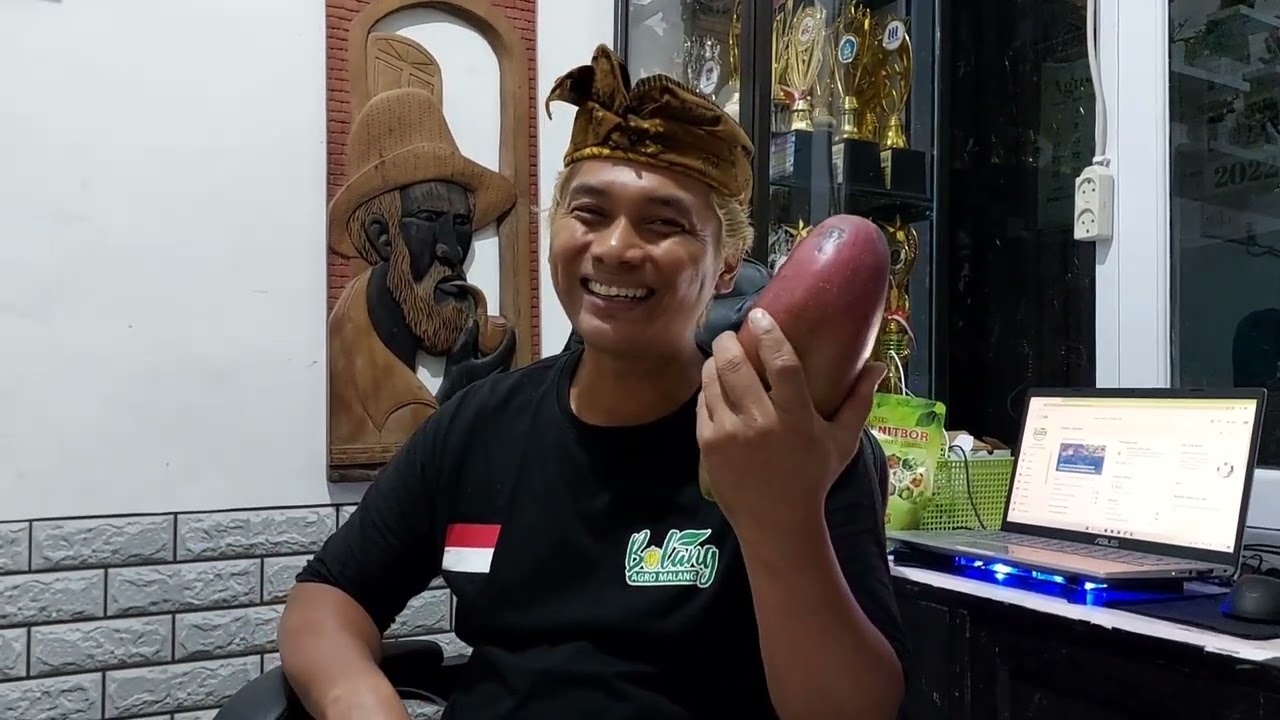 SALAH PETIK MANGGA RED IVORY, BEGINI RASANYA || BOLANG GARDEN #mangga #redivory