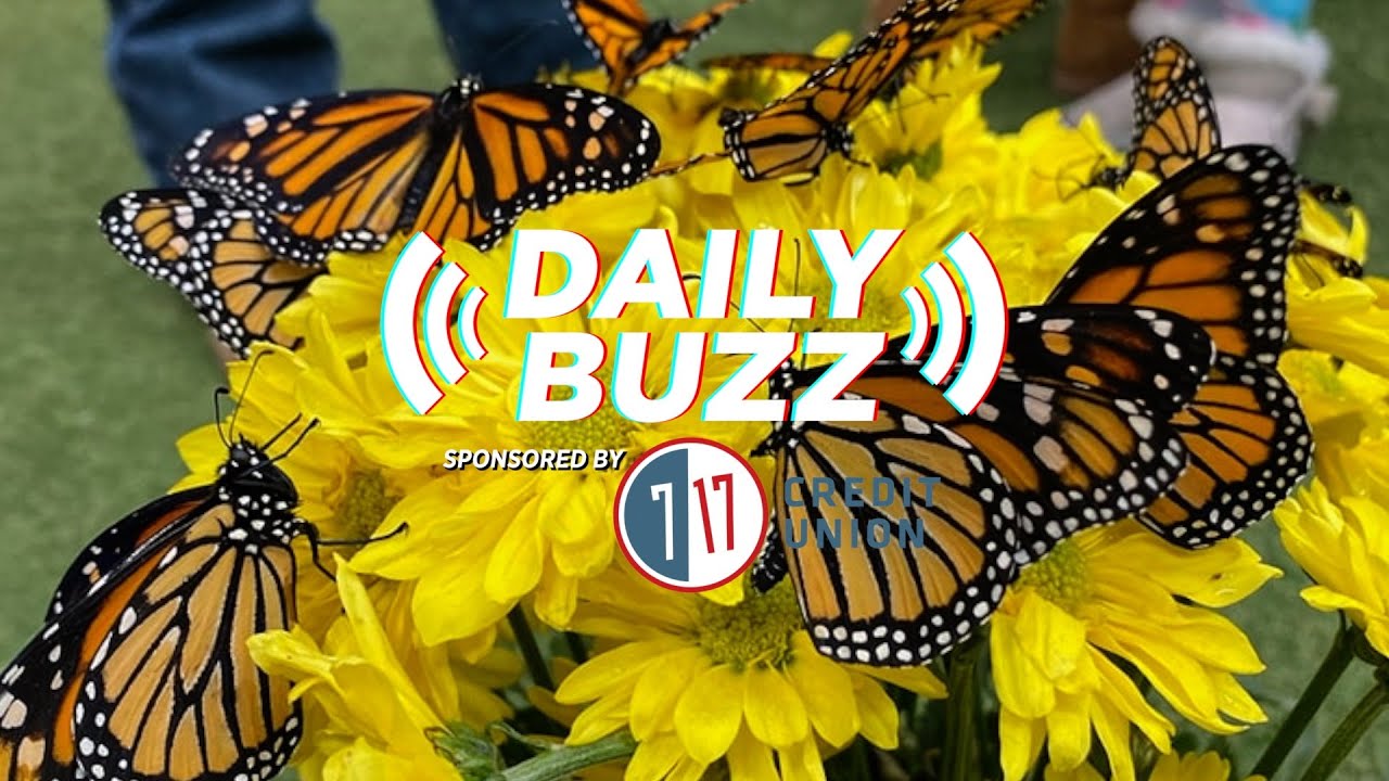 Butterflies Bring Joy, New State System Brings Pay Transparency