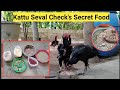 Best Food For Kattu Seval Chick's